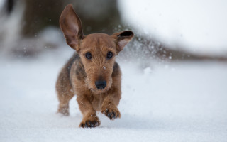 Small brown dog running snow - a blurry background of trees and bushes free wallpaper