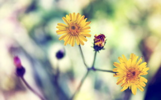 Yellow flower macro blurry background 5 - the background and a blurry background free wallpaper