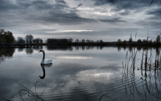 Swan lake cloudy sky bridge - a swan free wallpaper