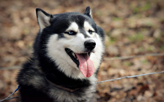 Husky tongue out leaves blurry - a husky dog free wallpaper