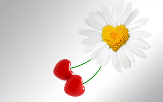 White daisy two cherries yellow - the back of it free wallpaper