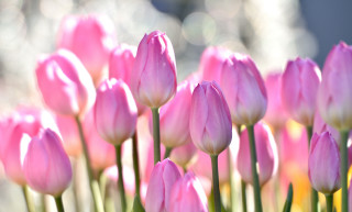 Pink flowers field bokeh macro - a blurry background free wallpaper for desktop
