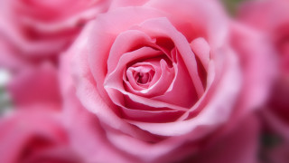 Pink rose macro blurry bokeh - the center free wallpaper