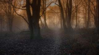 Fog forest path autumn bare - a path free wallpaper