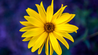 Yellow flower purple background blurry - a yellow flower free wallpaper