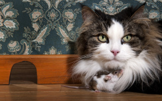 Cat mouse beatrix potter award - a mouse free wallpaper