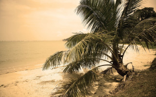 Palm beach ocean sunset cloudy - a body of water free wallpaper for desktop