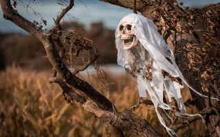 Skeleton veil tree branch field - a tree branch free wallpaper
