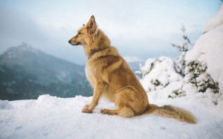 Dog snow mountain regal outdoors - over a mountain range free wallpaper