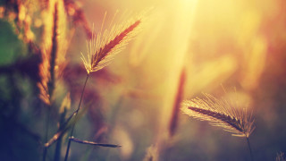 Grass sunset blurry closeup twilight - grass free wallpaper