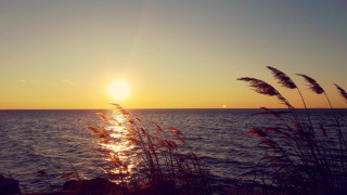 Sunset ocean plant boat sky - the foreground and a boat in the distance free wallpaper