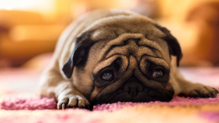 Small dog pink rug sad - melting free wallpaper