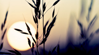 Plant sun blurry grass macro - a close up of a plant free wallpaper