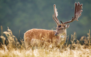 Deer antlers tallgrass forest night - free forest wallpaper