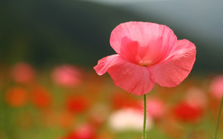 Pink flower red flowers bokeh - choi buk free wallpaper