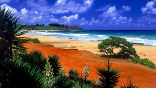 Beach trees water clouds sky - felipe seade free wallpaper