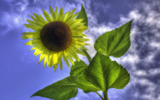 Sunflower blue sky clouds macro - a sunflower free wallpaper