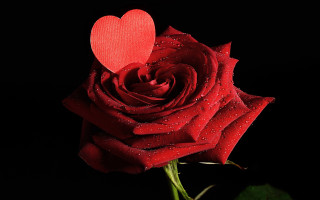 Red rose heart stem water - stem free wallpaper