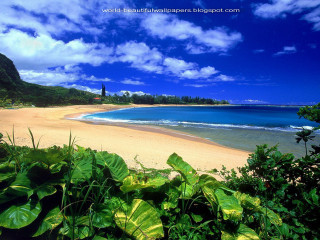 Beach blue sky green plants - beautiful scenery free wallpaper