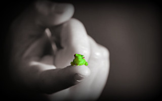 Small green frog hand green - an ambient occlusion free wallpaper for desktop