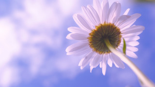 White flower yellow center blue 3 - a green stem free wallpaper