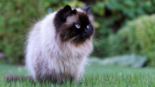 Blue eyes cat grass forest 2 - expressionism free wallpaper