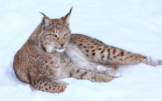 Lynx snowy outdoor animal puzzle - a lynx free wallpaper