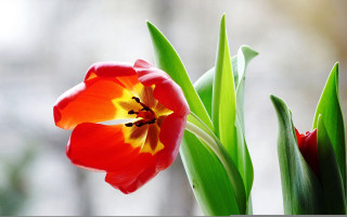 Red yellow flower vase leaves - a vase free wallpaper