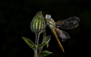 Dragonfly flower dew wings black - macro photography free wallpaper