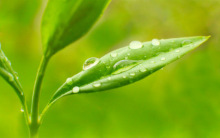 Green leaf water drops macro 8 - a green leaf free wallpaper