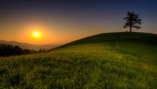 Grassy hill tree sunset landscape - a grassy hill free wallpaper