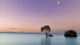 Lone tree lake sunset half - australian tonalism free wallpaper for desktop