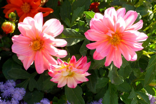 Pink flowers floral field green - a field of flowers free wallpaper