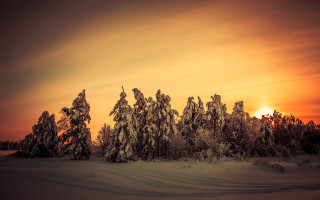 Sunset snowy trees winter matte - a sunset free wallpaper