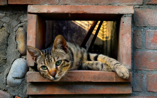 Cat window sill brick wall - a brick wall behind free wallpaper