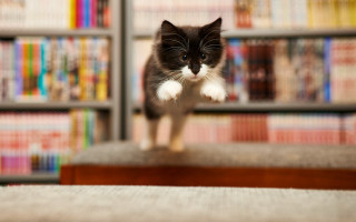 Black white cat library bookshelves - amano free wallpaper