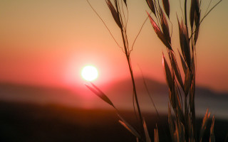 Sunset moon red sky grass - a sunset free wallpaper