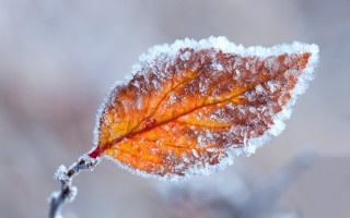 Ice covered leaf winter maple - a leaf free wallpaper