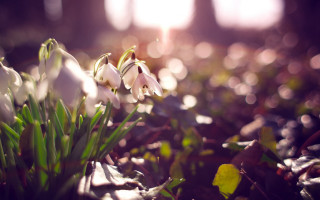 Flowers grass sunlight bokeh shallowdepth - sunlight free wallpaper