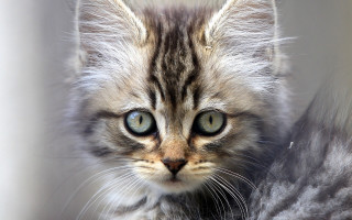 Kitten green eyes looking at - a small kitten free wallpaper