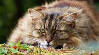 Cat laying daisy field neoplasticism - neoplasticism free wallpaper