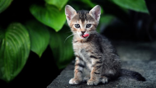Kitten rock plant tongue out - its tongue free wallpaper