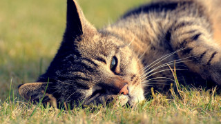 Cat laying grass closed eyes 2 - its paw free wallpaper