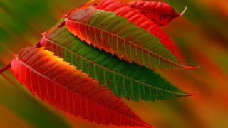 Red green leaf tree branch - color free wallpaper