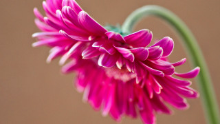 Pink flower green stem brown - a brown background free wallpaper