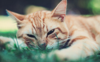 Cat laying in grass sad - something free wallpaper