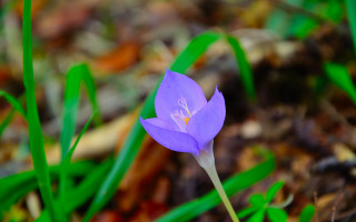 Purple flower forest floor bokeh - green grass free wallpaper for desktop
