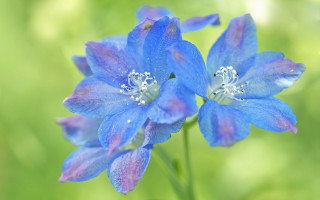 Blue flower purple petals green - a blue flower free wallpaper