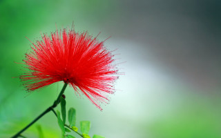 Red flower green leaves blurry 5 - a red flower free wallpaper