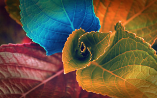 Leaf blue yellow green ambient - a close up of a leaf free wallpaper